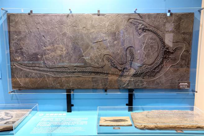 博馆「水怪－水栖爬行动物化石展」，馆内典藏的「黄果树安顺龙」化石是首次亮相展出。（黄世麒摄）