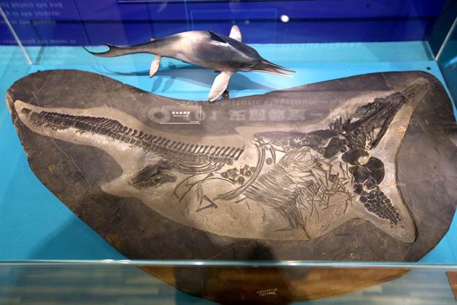 台博馆「水怪－水栖爬行动物化石展」，借展自国立台湾自然科学博物馆的「混鱼龙」模型化石。（黄世麒摄）