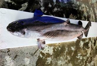 神祕「發光巨鯊」曝光 成功鎮漁民捕獲長170公分鎧鯊