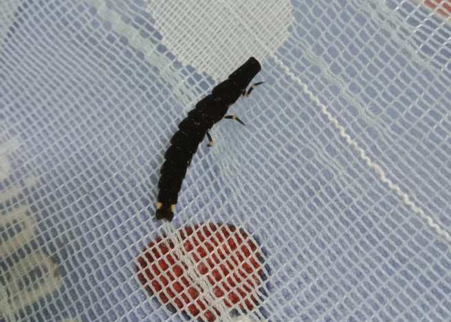 床上突然冒出黑色發光小蟲，讓一位網友嚇歪。（圖／翻攝自爆怨公社）