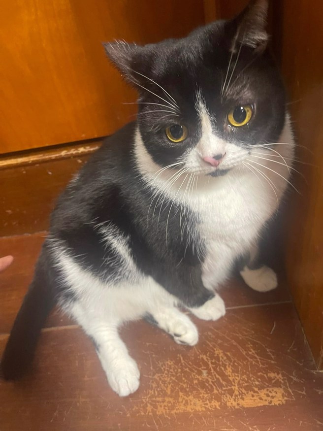 吴淡如的爱猫「米立」。(翻摄自吴淡如脸书)