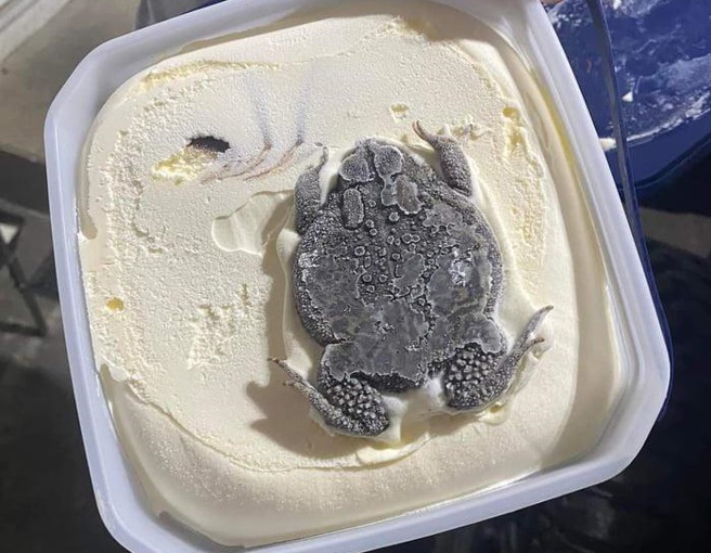 近日網路上瘋傳一張「蟾蜍冰淇淋」的照片，不少人看了以後都覺得十分驚恐。(圖/翻攝自Reddit)