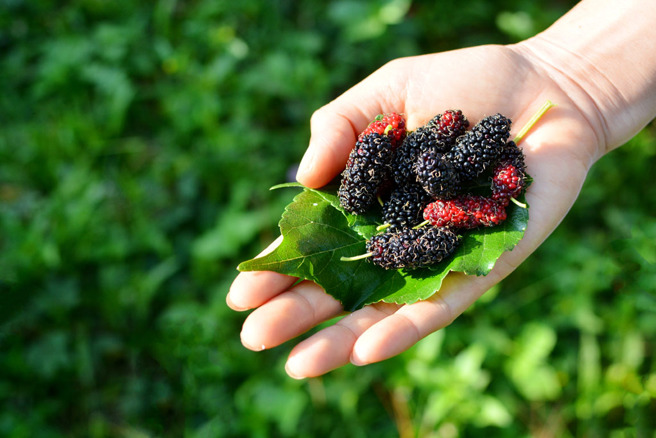 盛產於4至6月的桑椹，是古代皇帝養心益智的御用珍果，營養價值極高。（示意圖／達志影像）
