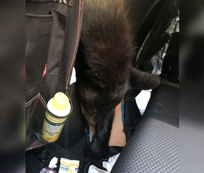 車主打開車門後卻驚見裡頭有一具黑熊遺體，推測應該是受困車內後活活熱死。（圖翻攝自FB/Tennessee Wildlife Resources Agency）