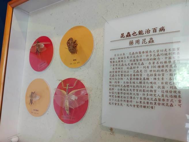 左镇化石园区7月2日起推出「虫‧新视界」展览。（曹婷婷摄）