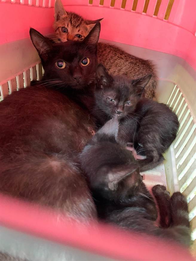 動保處提醒，母帶子一起救援避免「骨肉分離」。（新北市動保處提供）