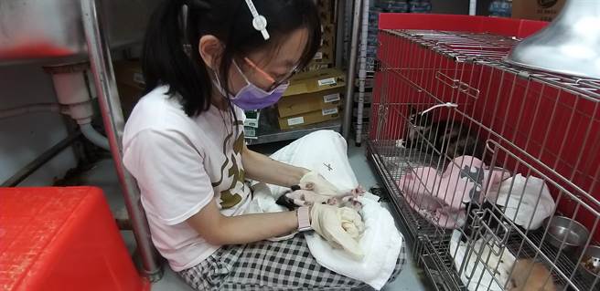 照護員細心照護投藥奶貓。（新北市動保處提供）