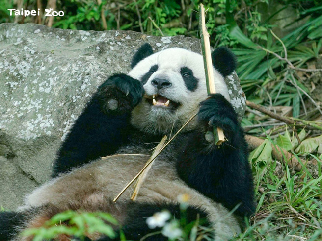 大猫熊「圆宝」今天过2岁生日。（图／台北市立动物园提供）