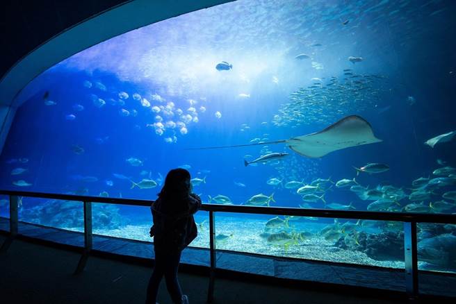 暑假倒数计时，屏东海生馆首度结合夜宿及小小导览员活动，针对3至10岁孩童推出暑期限定版2天1夜「海洋亲子营」。（谢佳潾摄）