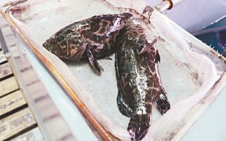 石斑魚輸日生變 地方傳卡潘 潘孟安認有紛擾