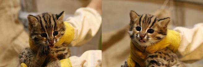 GARMIN与和泰集团共同进行的「台湾原生动物守护计画」中，石虎兄妹「虎力旺、虎力秀」于台北动物园出生，移至行政院农委会特生中心进行野放训练，今年四月已回到大自然中。（GARMIN提供）