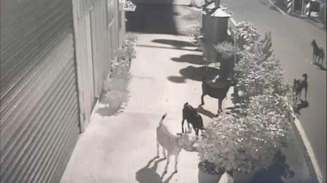 警方調閱監視器，查出破壞盆栽的竟是3隻羊。（警方提供）