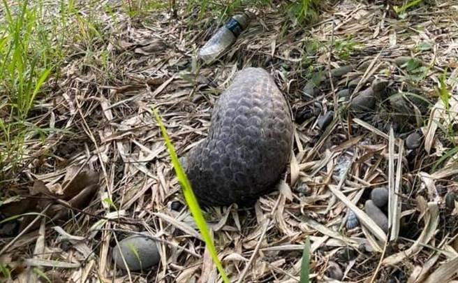 龙崎在地志工曾发现有穿山甲遭路杀。(台南社大提供／曹婷婷台南传真)