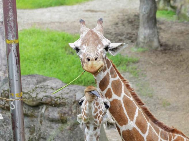 台北市立動物園經過10天閉園整修，將在7月1日重新對外開放，並準備限量禮物及多項優惠慶祝開園。（圖/ 中央社）