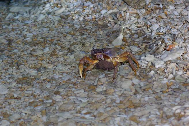 每年夏季是墾丁陸蟹繁殖高峰期，墾管處將於7、8、9月在台26線香蕉灣路段執行護蟹交管。（墾管處提供／謝佳潾屏東傳真）