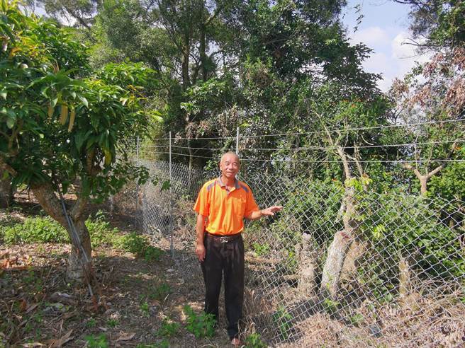 陳忠志是台南少數果園安裝防猴電網農友，認為電網確實有效果。（劉秀芬攝）