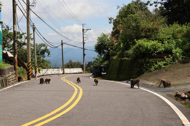 台南山區猴害加劇，農業局加強宣導裝電網驅猴。（劉秀芬攝）