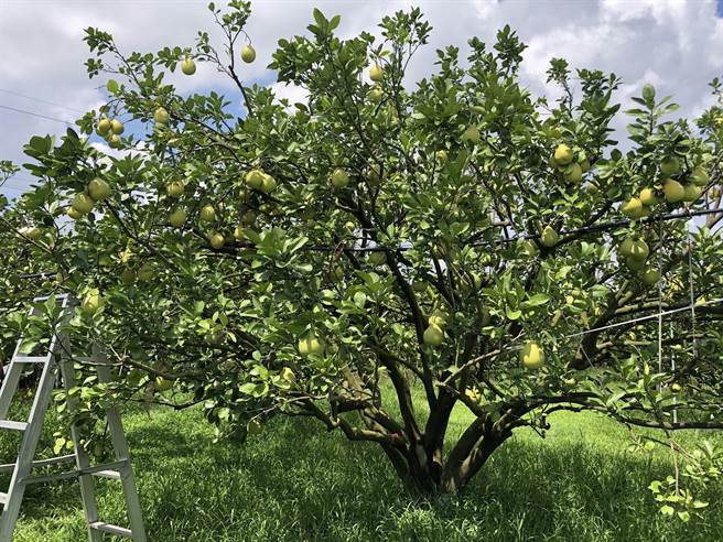 2022年台南市文旦大赛即日起至7月13日报名，参赛者要通过果园评鑑、农药检验、果品评鑑3关才能脱颖胜出。（台南市农业局提供／刘秀芬台南传真）