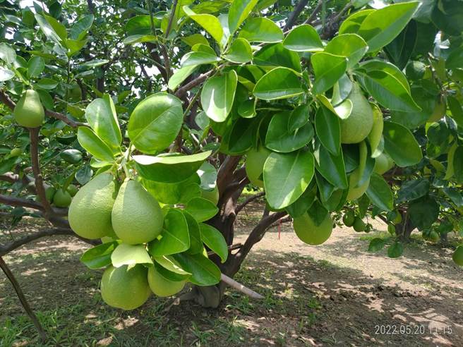 2022年台南市文旦大赛即日起至7月13日报名，参赛者要通过果园评鑑、农药检验、果品评鑑3关才能脱颖胜出。（台南市农业局提供／刘秀芬台南传真）