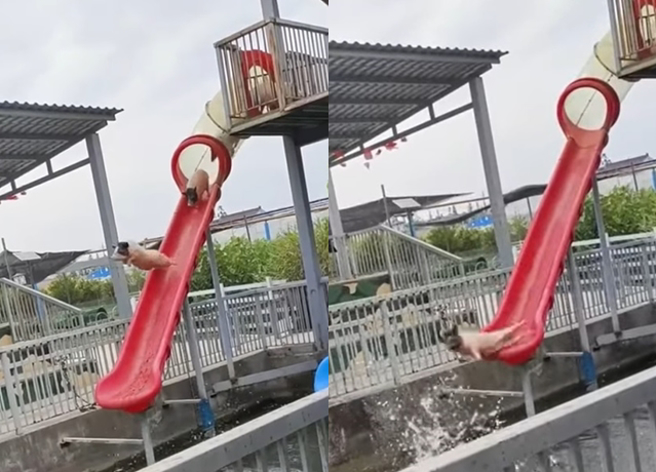 男子拍下某猪圈里的小猪开心玩滑水道，甚至还有1只小猪直接飞跃跳水。（翻摄自爆废公社二馆）