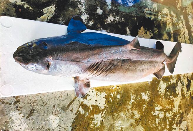 台东县成功镇渔民捕获1尾170公分长的「铠鲨」，外国科学家称「发光巨鲨」。（民眾提供／庄哲权台东传真）