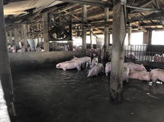 500頭豬全泡水、養殖魚塭成汪洋 雲林台西潰堤爆災情