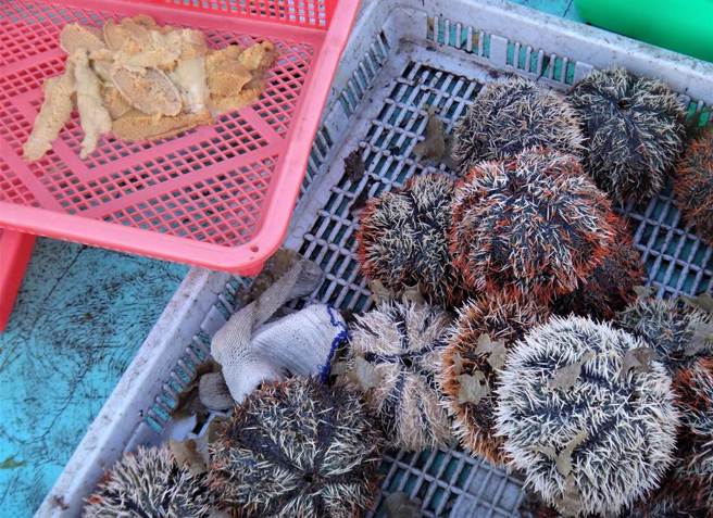 澎湖马粪海胆在短短50年，从2亿颗到剩5万颗，引发担忧。(图／资料照、陈可文摄)