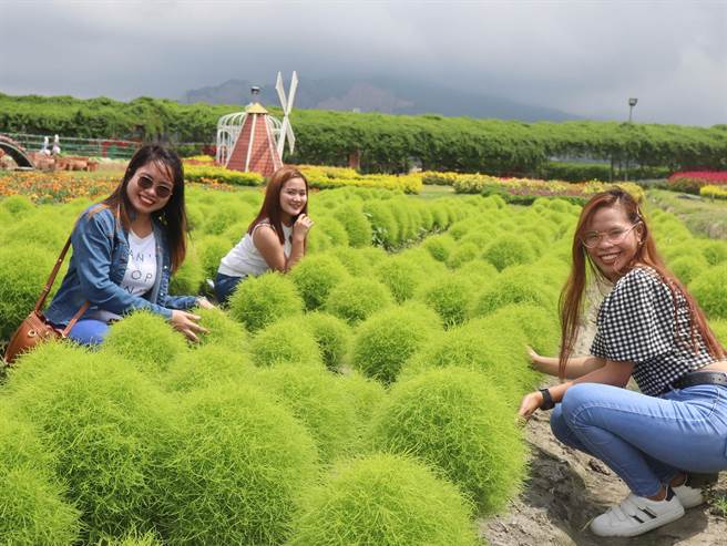 后里区中社观光花市1200株波波草美不胜收，吸引各界慕名而至！(陈世宗摄)