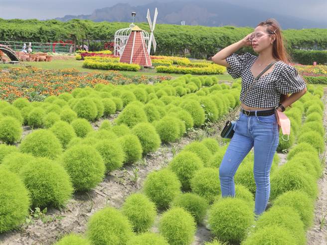 后里区中社观光花市1200株波波草美不胜收，吸引各界慕名而至！(陈世宗摄)