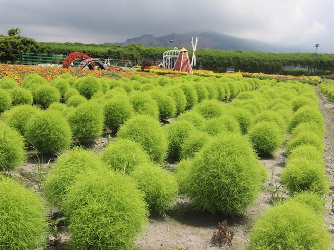后里区中社观光花市1200株波波草美不胜收，吸引各界慕名而至！(陈世宗摄)