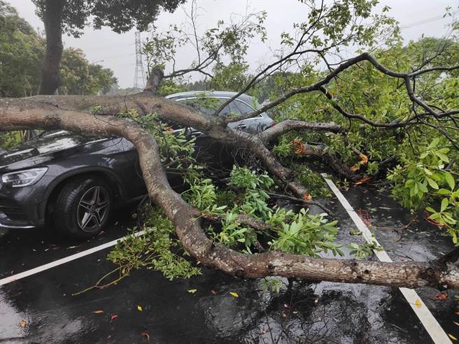 丰原路树倒塌压毁车子。（警方提供）