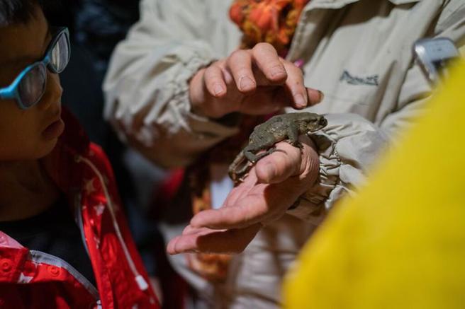 奇美部落族人帶孩子在夜間觀察青蛙。　圖：東部海岸風景區管理處／提供