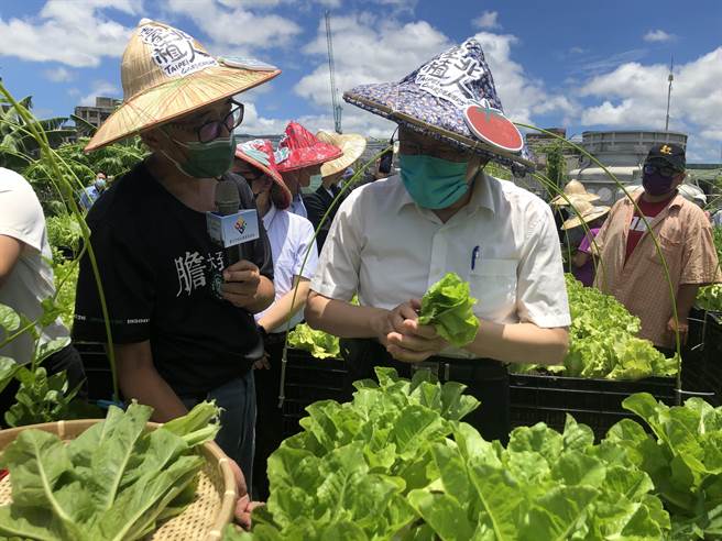 柯文哲（右）30日上午出席台北东湖绿屋顶植人培训所开展时，体验採收莴苣。（张芷瑜摄）