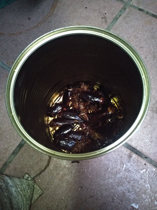 空罐中竟有多达十几只蟑螂，且都已死亡。（图／翻摄自PTT）