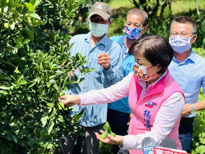 立委杨琼璎30日邀请相关单位到潭子柑橘园会勘，要求农粮署尽速启动农业天然灾害救助机制。（陈淑娥摄）