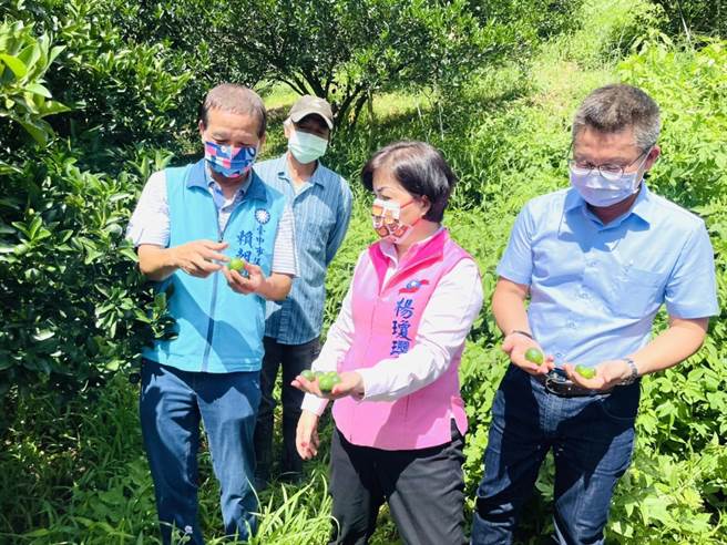立委杨琼璎30日邀请相关单位到潭子柑橘园会勘，要求农粮署尽速启动农业天然灾害救助机制。（陈淑娥摄）