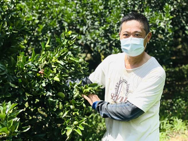 台中市柑橘果树授粉不良、结果率偏低，出现迟发性天灾。（陈淑娥摄）