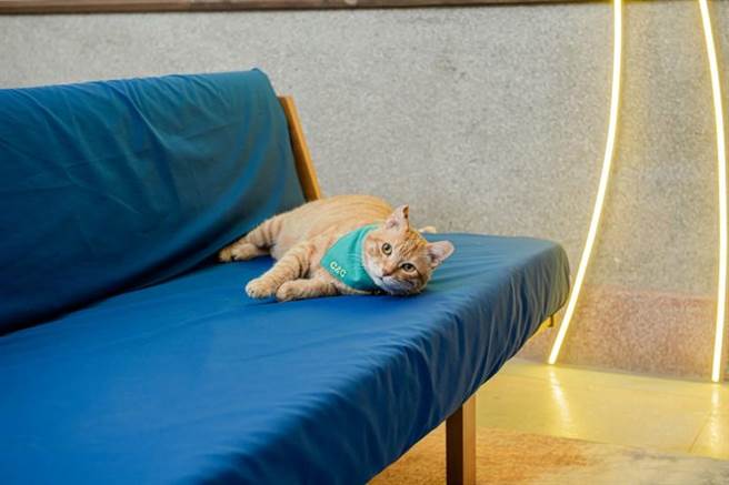 店貓歐胖也將隨機在「airC＆C」中驚喜現身。（黑松提供）