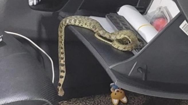 韩车主发现轿车传出腐烂恶臭，原以为只是过滤器出问题，没想到打开一看，车体竟飞出1条毒蛇「虎斑颈槽蛇」，所幸消防队已顺利抓到蛇。（图／翻摄自KJCLUB）