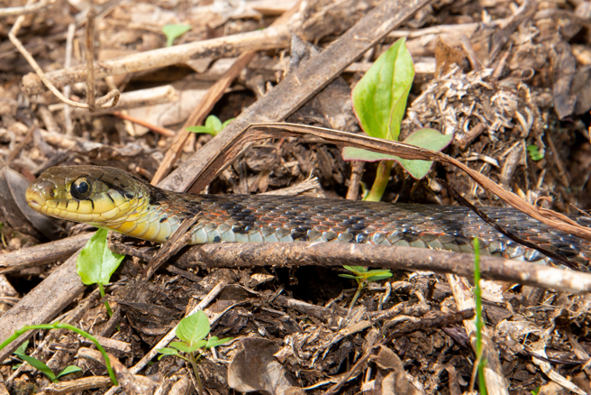 虎斑颈槽蛇具有毒腺，而且在齿槽后方具有较大的牙齿，形态上非常接近后沟毒牙的毒蛇，虎斑颈槽蛇的毒性较为强烈，是游蛇中比较着名的足以对人类造成危险的蛇。（示意图，达志影像/shutterstock）