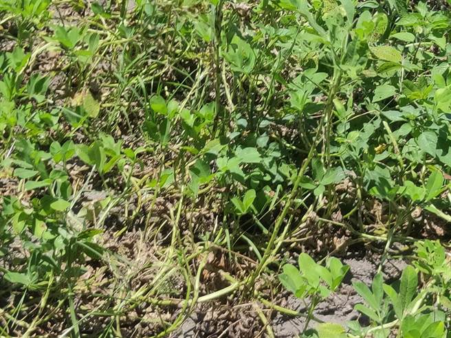 五结乡公所农经课表示，五结乡土地种植面积约25公顷左右，今年天气较不稳定，一下豪雨、一下大太阳，导致花生产量减少近3成，而产量较少、肥料及资材涨价，成本遂增加，故生土豆价格每斤涨10至20元左右，每斤售价约80至90元。 （五结乡公所提供／吴佩蓉宜兰传真）