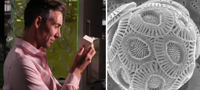 右图是显微镜下的球石藻，左为以球石藻做成的混凝土块。(图/科罗拉多大学)