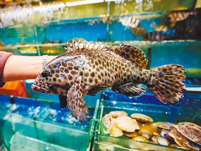 石斑鱼。（示意图／资料照片）