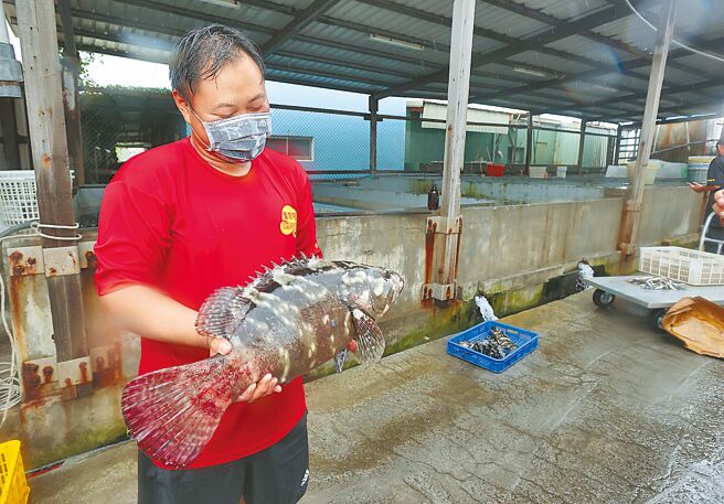 农委会主委陈吉仲直指台湾石斑鱼养殖借牌是ECFA底下的两岸农产品贸易陋习。大陆国台办29日表示，民进党监管不力、管理混乱，却向大陆「甩锅」。图为高雄永安区养殖渔民。（中新社）