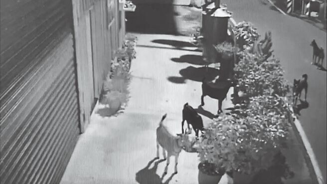 树林分局员警调阅监视器，查出破坏盆栽的竟是3只贪吃的羊。（树林分局提供／王扬杰新北传真）