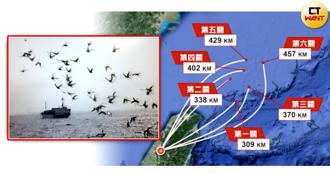 《賽鴿大聯盟》台灣賽鴿躋身世界列強　這行業一季可賺千萬元