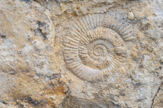 天生考古系 11歲童撿到怪石 竟來自4億年前