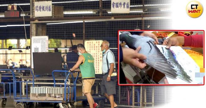 夏季赛鸽目前正如火如荼展开厮杀，鸽主们带着赛鸽选手前往鸽会报到，期间经过层层关卡验明正身。（图／报系资料照、民眾提供）