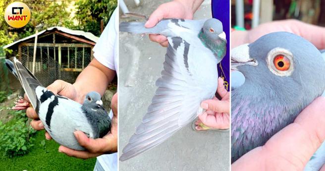 资深鸽友指出，赛鸽优劣可从其羽毛、眼睛、骨骼长成等外在身体特徵进行初判。（图／读者提供）