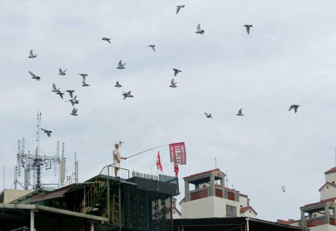 为了让战绩常胜不坠，许多鸽主、赛鸽训练师用心观察各选手的特性，长久累积让台湾的赛鸽技术水平名列世界前茅。（图／报系资料库）